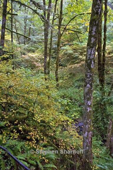 oregon coast range trees graphic